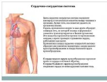 The cardiovascular system