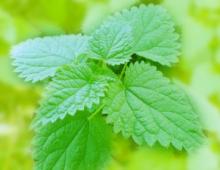 Stinging nettle: description, beneficial properties Nettle leaf