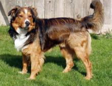 English Shepherd - breed, its features and care